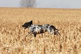 SETTER ANGLAIS 103